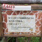 The giraffe siliba is a cohesion as natto.